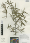 Hippophae rhamnoides subsp. sinensis Rousi, China, D. E. Boufford 37243, F