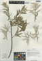 Hippophae rhamnoides subsp. sinensis Rousi, China, D. E. Boufford 37280, F