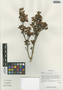 Rhododendron cephalanthum Franch., China, D. E. Boufford 33426, F