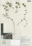 Euphorbia hylonoma Hand.-Mazz., China, D. E. Boufford 36530, F