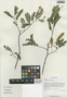 Dalbergia mimosoides Franch., China, D. E. Boufford 34929, F