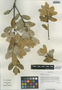 Quercus semecarpifolia Sm., China, D. E. Boufford 35603, F