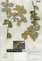 Quercus semecarpifolia Sm., China, D. E. Boufford 35454, F