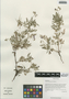 Erodium stephanianum Willd., China, D. E. Boufford 32427, F