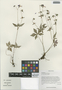 Geranium delavayi Franch., China, D. E. Boufford 35006, F