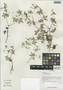 Geranium nepalense Sweet, China, D. E. Boufford 35541, F