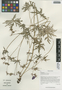Geranium pratense L., China, D. E. Boufford 32540, F