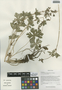 Geranium refractum Edgew. & Hook. f., China, D. E. Boufford 30678, F
