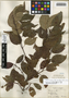 Cornus amomum subsp. obliqua (Raf.) J. S. Wilson x C. drummondii C. A. Mey., U.S.A., B. F. Bush 9703, F