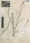 Streptanthus albidus image