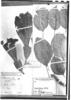 Solandra brachycalyx image