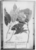 Psychotria guapilensis image