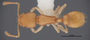 FMNHINS88654 d Temnothorax torrei