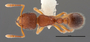 FMNHINS88655 d Tetramorium lanuginosum