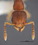 FMNHINS88655 h Tetramorium lanuginosum