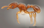 FMNHINS88655 p Tetramorium lanuginosum