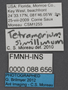 FMNHINS88656 l Tetramorium simillimum