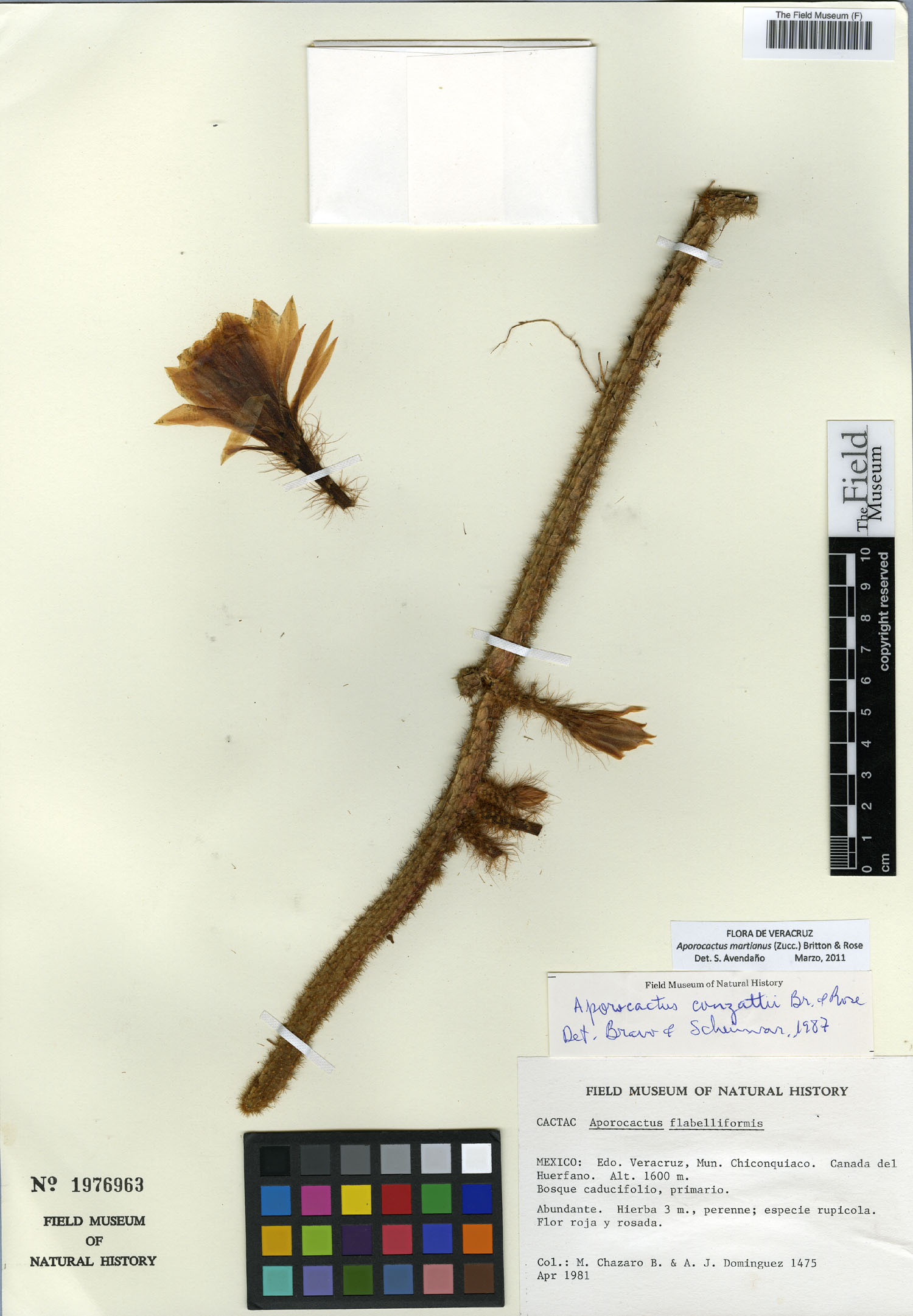 Disocactus martianus image