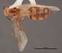 FMNHINS45797 d Camponotus microsetosus HT