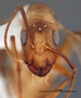 FMNHINS45797 h Camponotus microsetosus HT