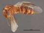 FMNHINS45797 p Camponotus microsetosus HT
