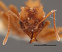 FMNHINS46966 h Trachymyrmex isthmicus PT