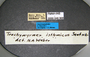 FMNHINS46966 l Trachymyrmex isthmicus PT