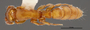FMNHINS47309 d Acanthostichus punctiscapus PT
