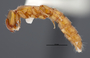 FMNHINS47309 p Acanthostichus punctiscapus PT