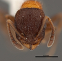 FMNHINS47947 h Leptothorax josephi PT