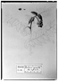 Field Museum photo negatives collection; Genève specimen of Berberis pinnata Kunth, MEXICO, M. Sessé, Type [status unknown], G