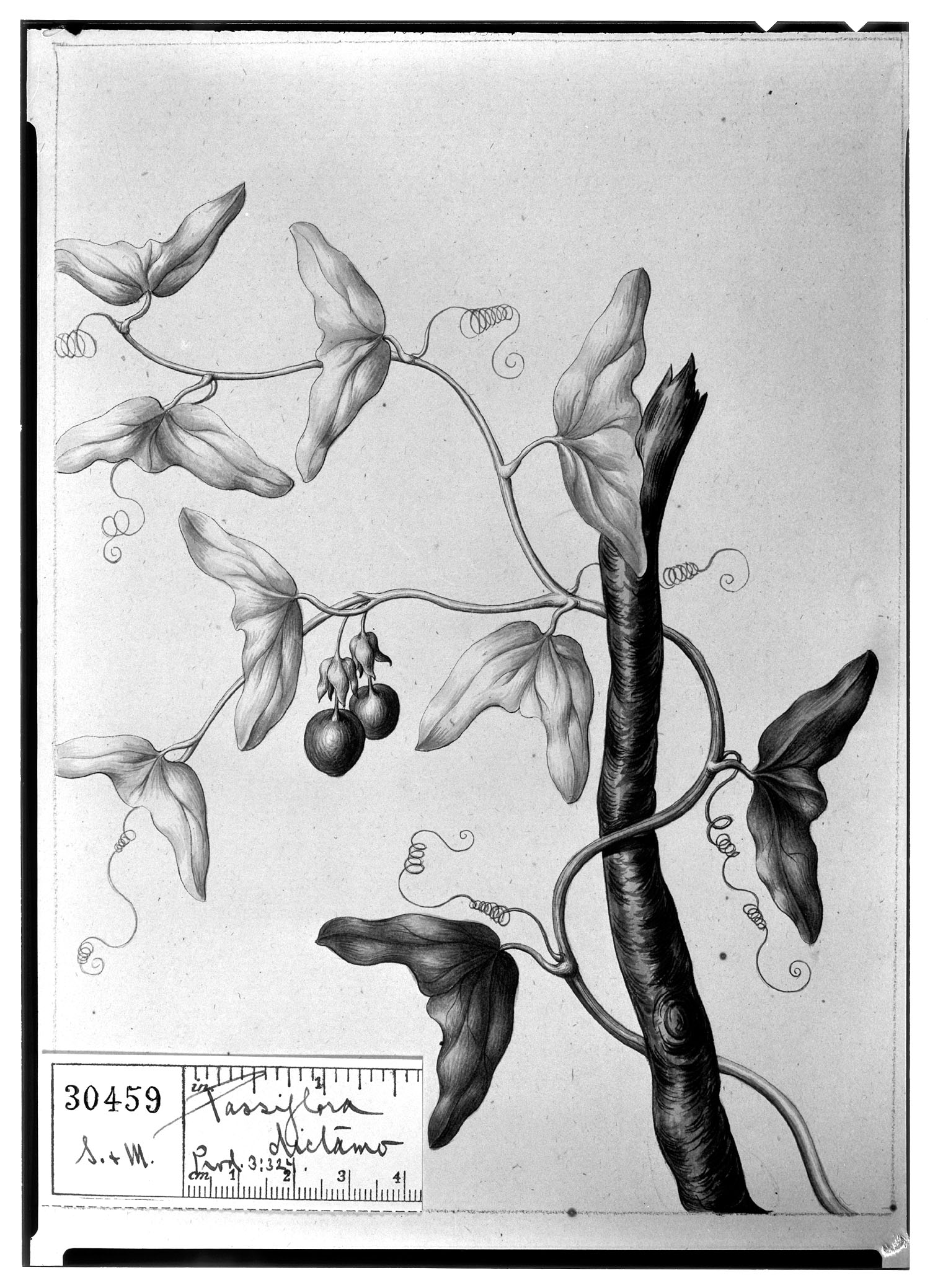 Passiflora dictamo image