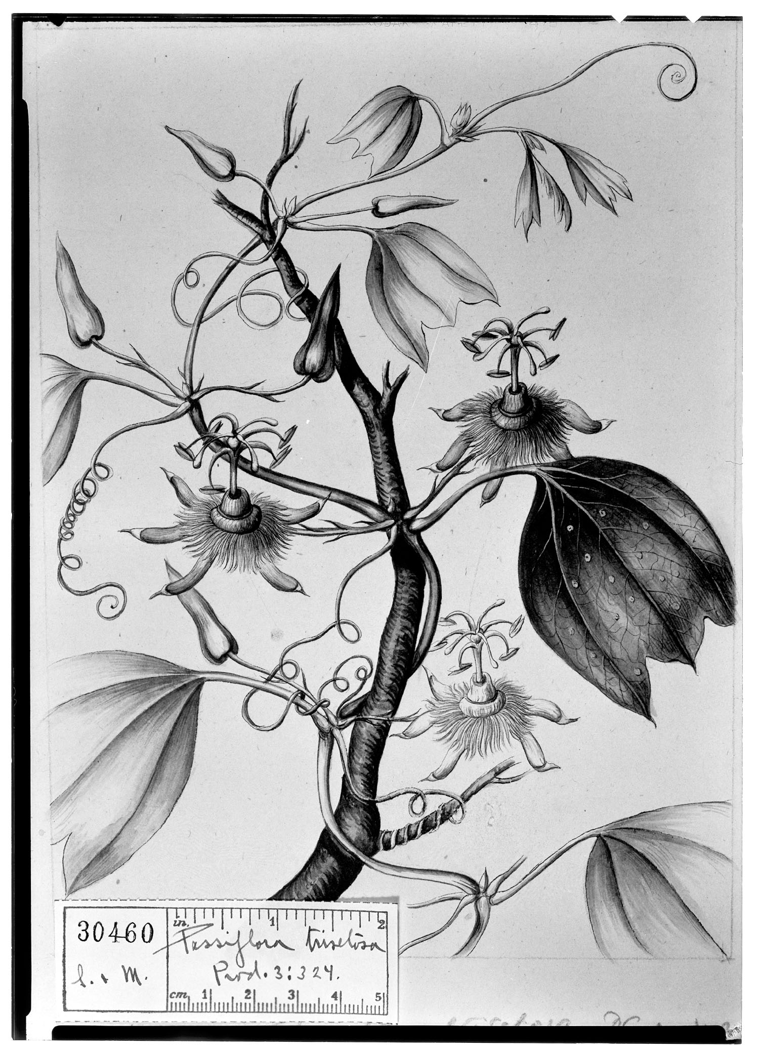 Passiflora trisetosa image