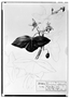 Field Museum photo negatives collection; Genève specimen of Passiflora obtusifolia Sessé & Moc., MEXICO, M. Sessé, Type [status unknown], G