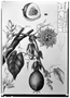 Field Museum photo negatives collection; Genève specimen of Passiflora serratistipula DC., MEXICO, M. Sessé, Type [status unknown], G