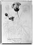 Field Museum photo negatives collection; Genève specimen of Malva rosea DC., MEXICO, M. Sessé, Type [status unknown], G