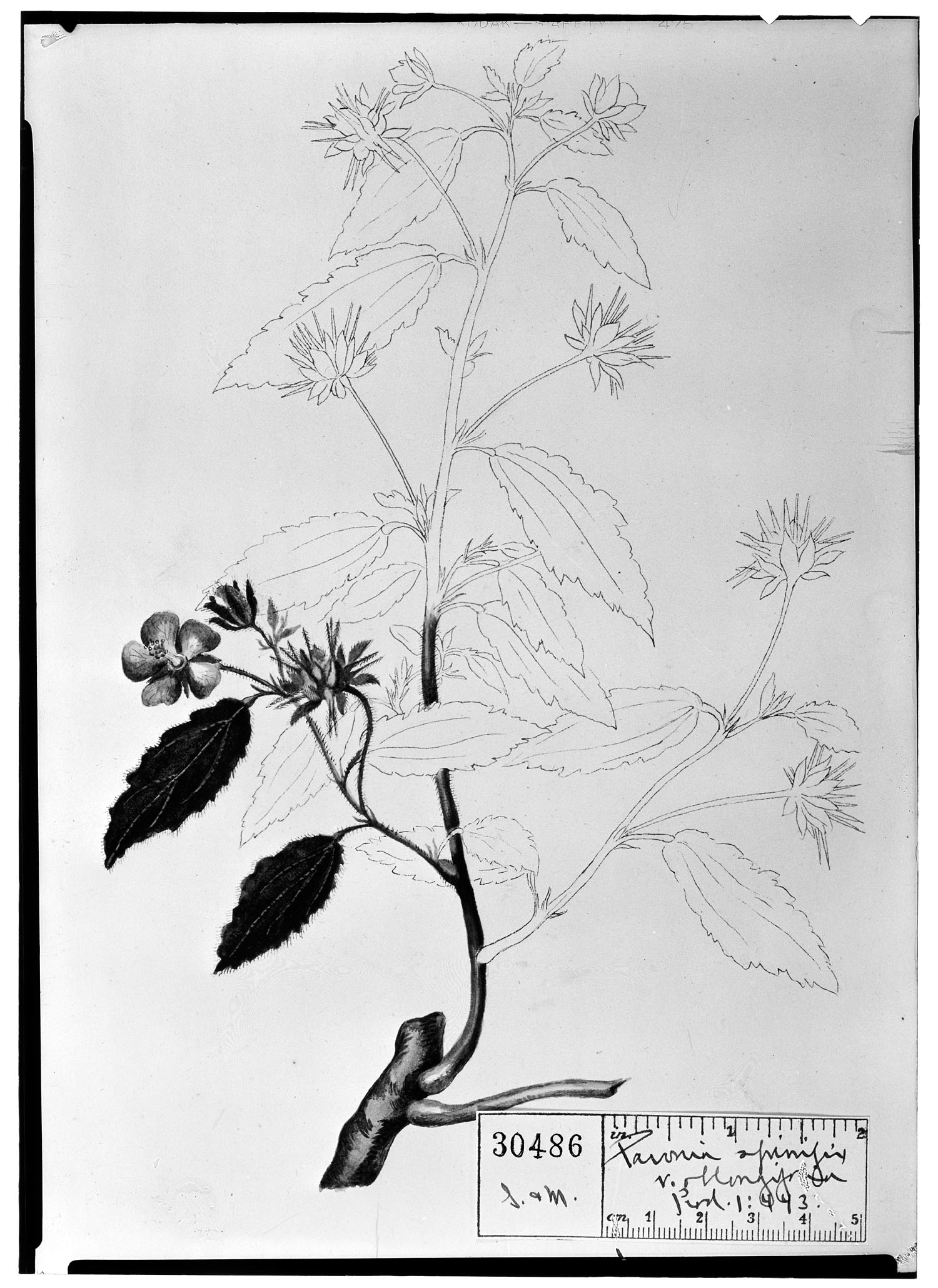 Pavonia uniflora image