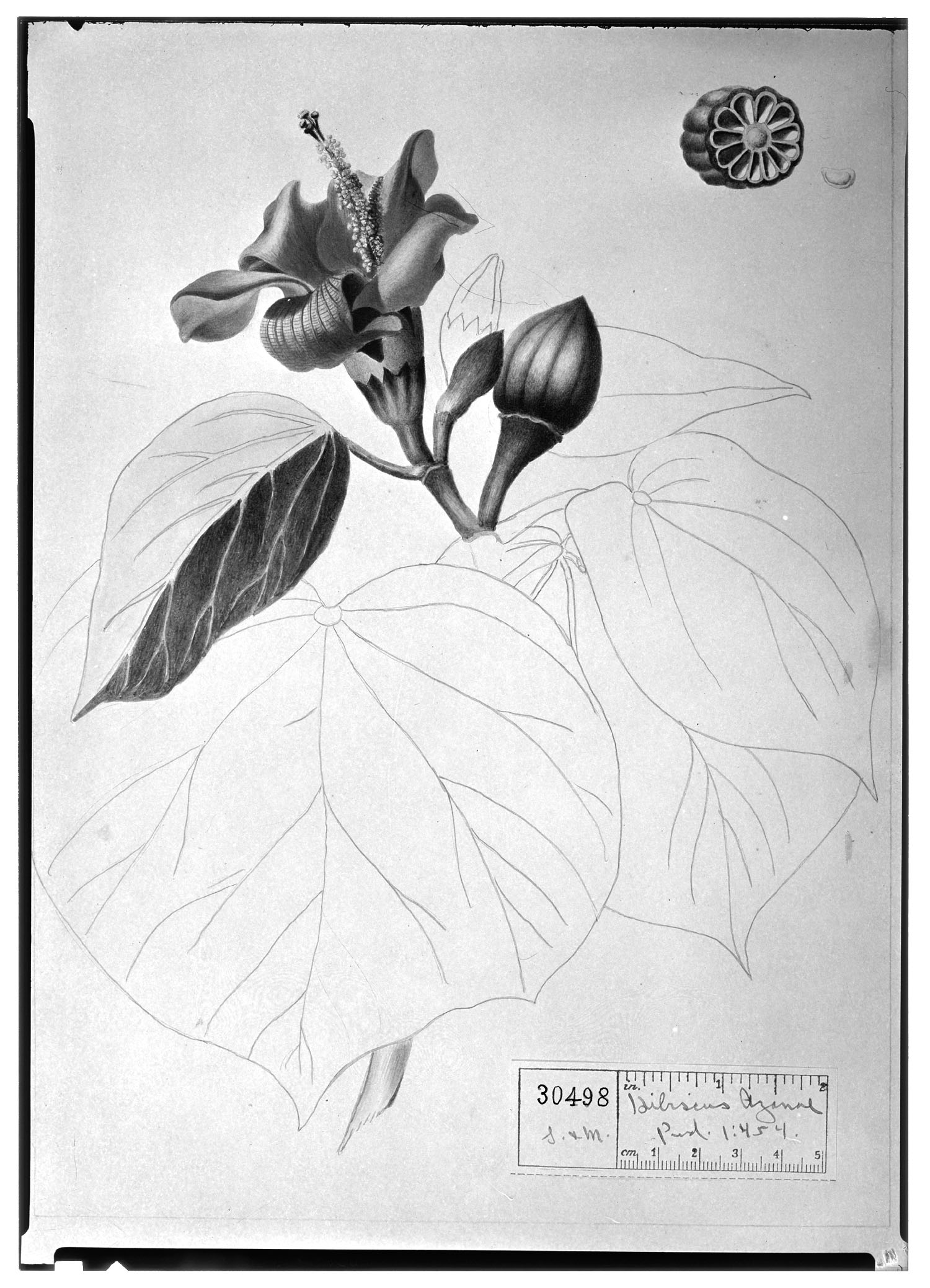 Hibiscus elatus image