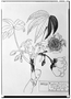 Field Museum photo negatives collection; Genève specimen of Cochlospermum serratifolium DC., MEXICO, M. Sessé, Type [status unknown], G