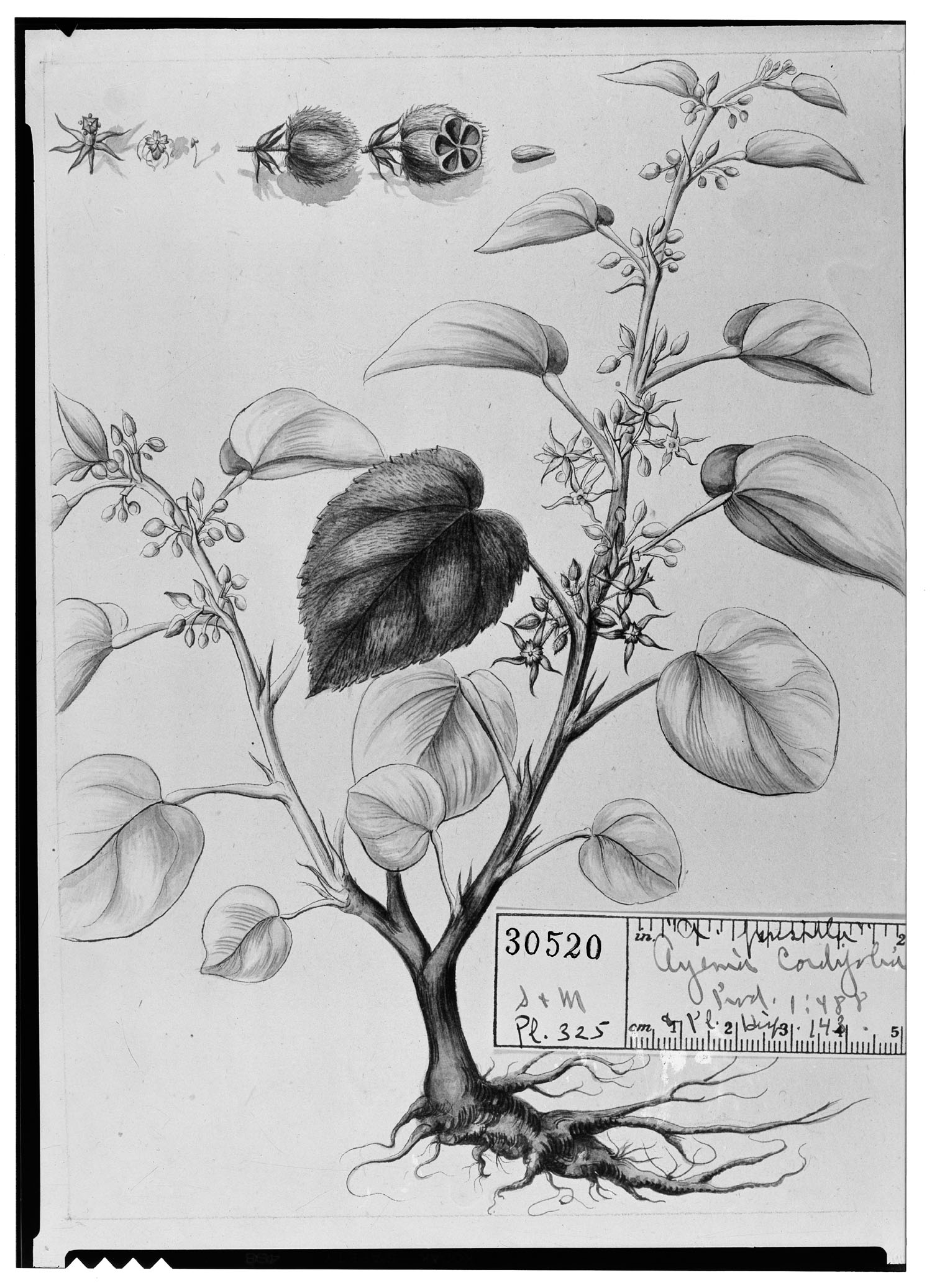 Ayenia cordifolia image