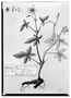 Field Museum photo negatives collection; Genève specimen of Geranium hernandesii DC., MEXICO, M. Sessé, Type [status unknown], G