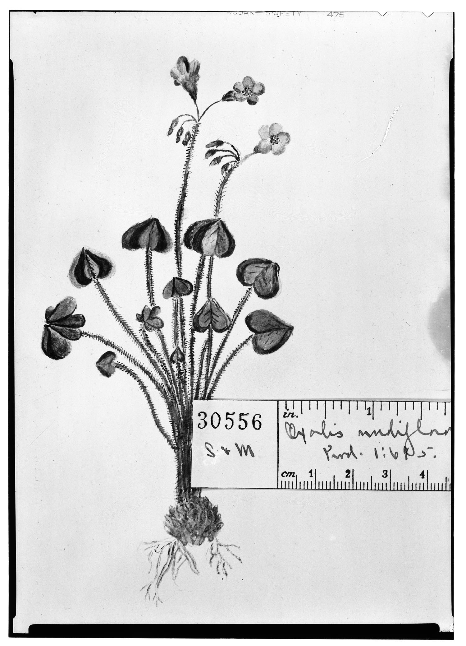Oxalis nudiflora image