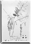 Field Museum photo negatives collection; Genève specimen of Picramnia fessonia DC., MEXICO, M. Sessé, Type [status unknown], G