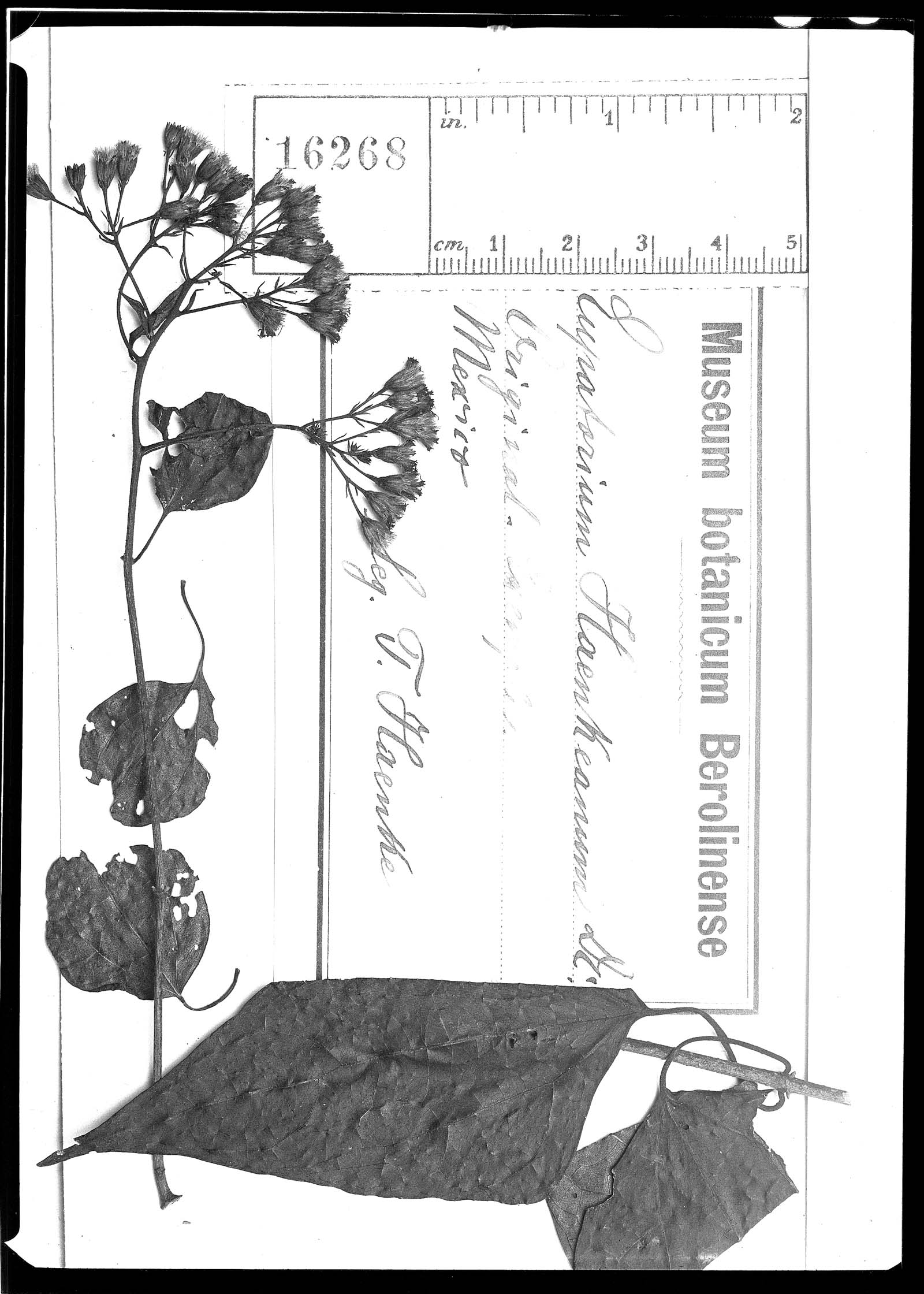 Eupatorium haenkeanum image