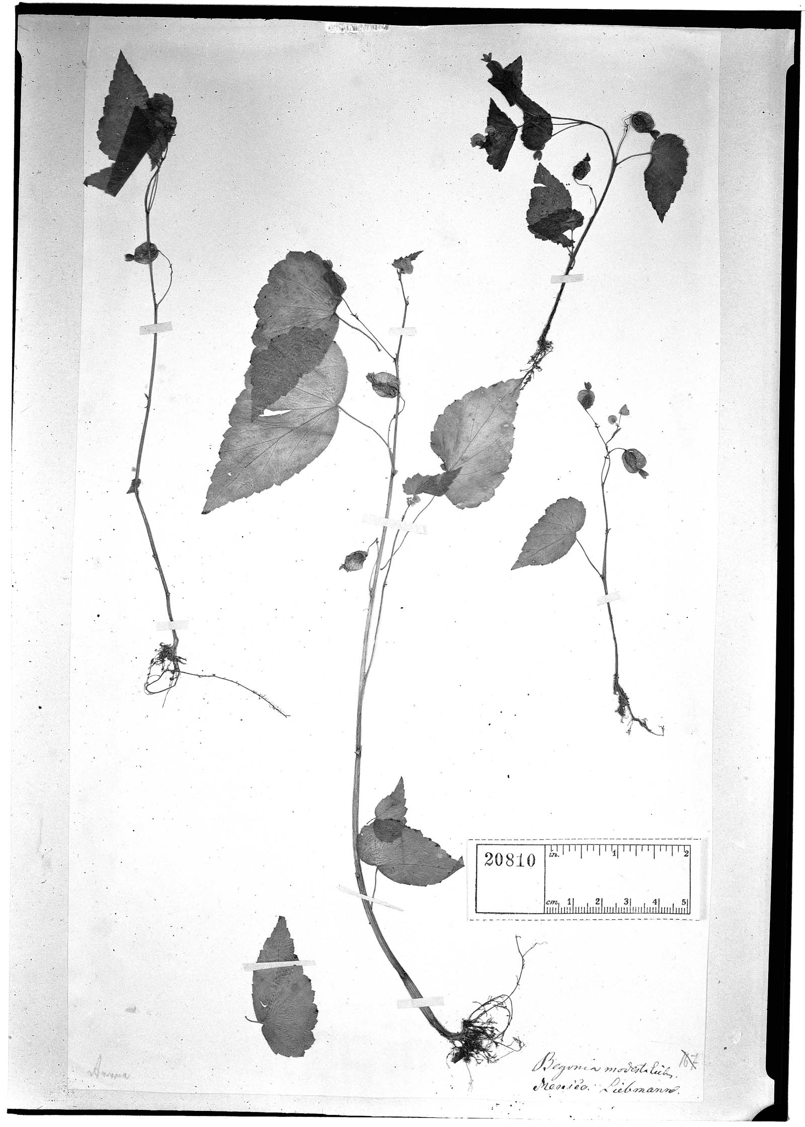 Begonia minicarpa image
