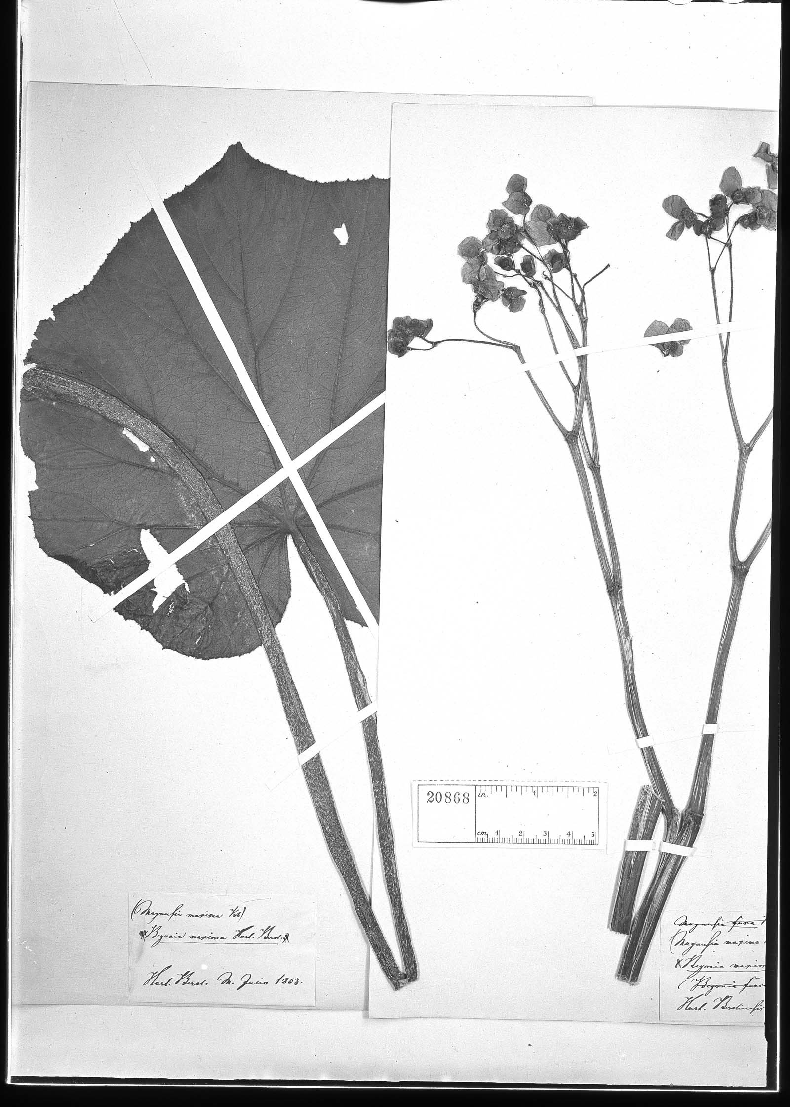 Begonia maxima image
