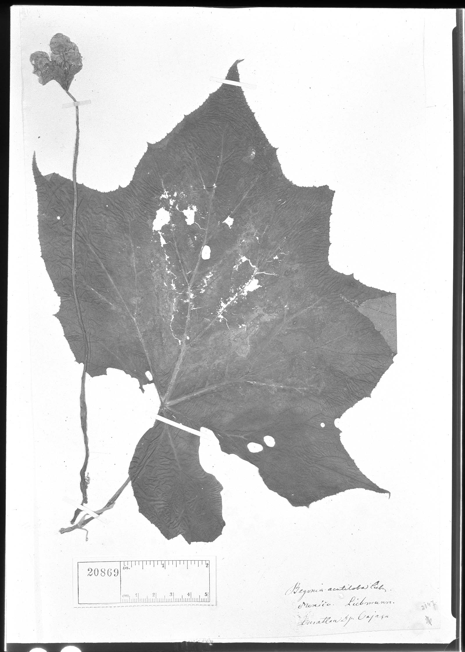 Begonia acutiloba image