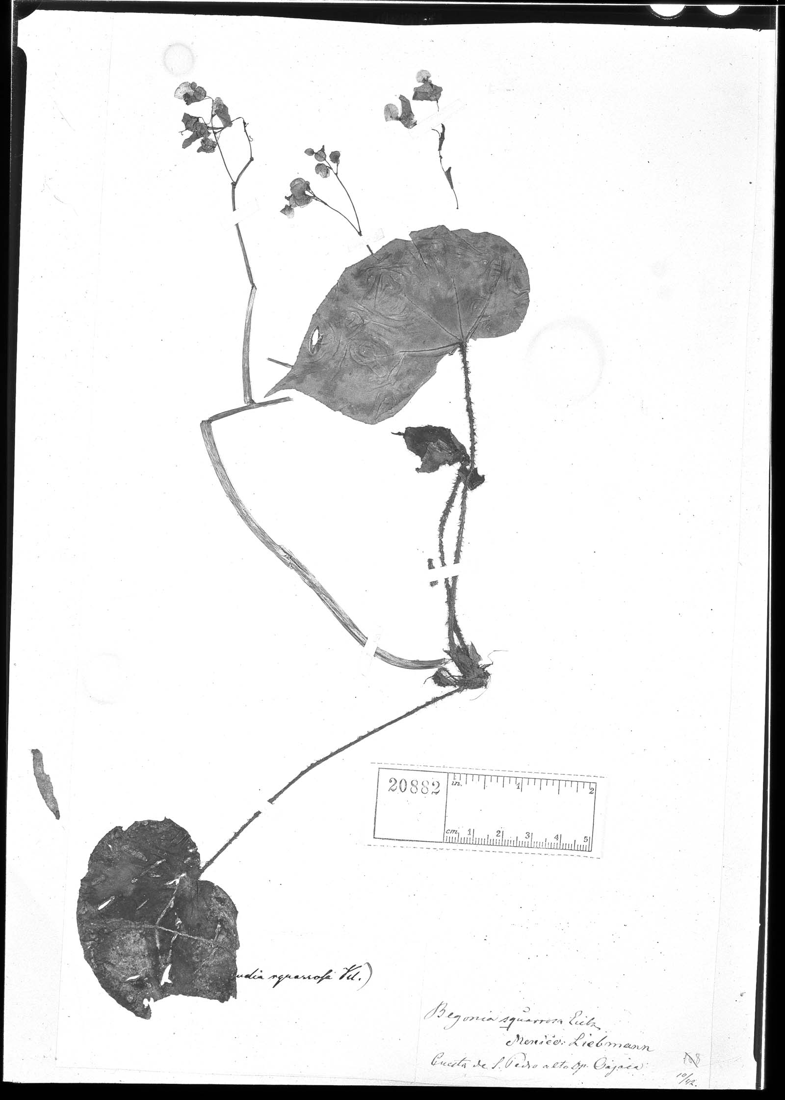Begonia squarrosa image