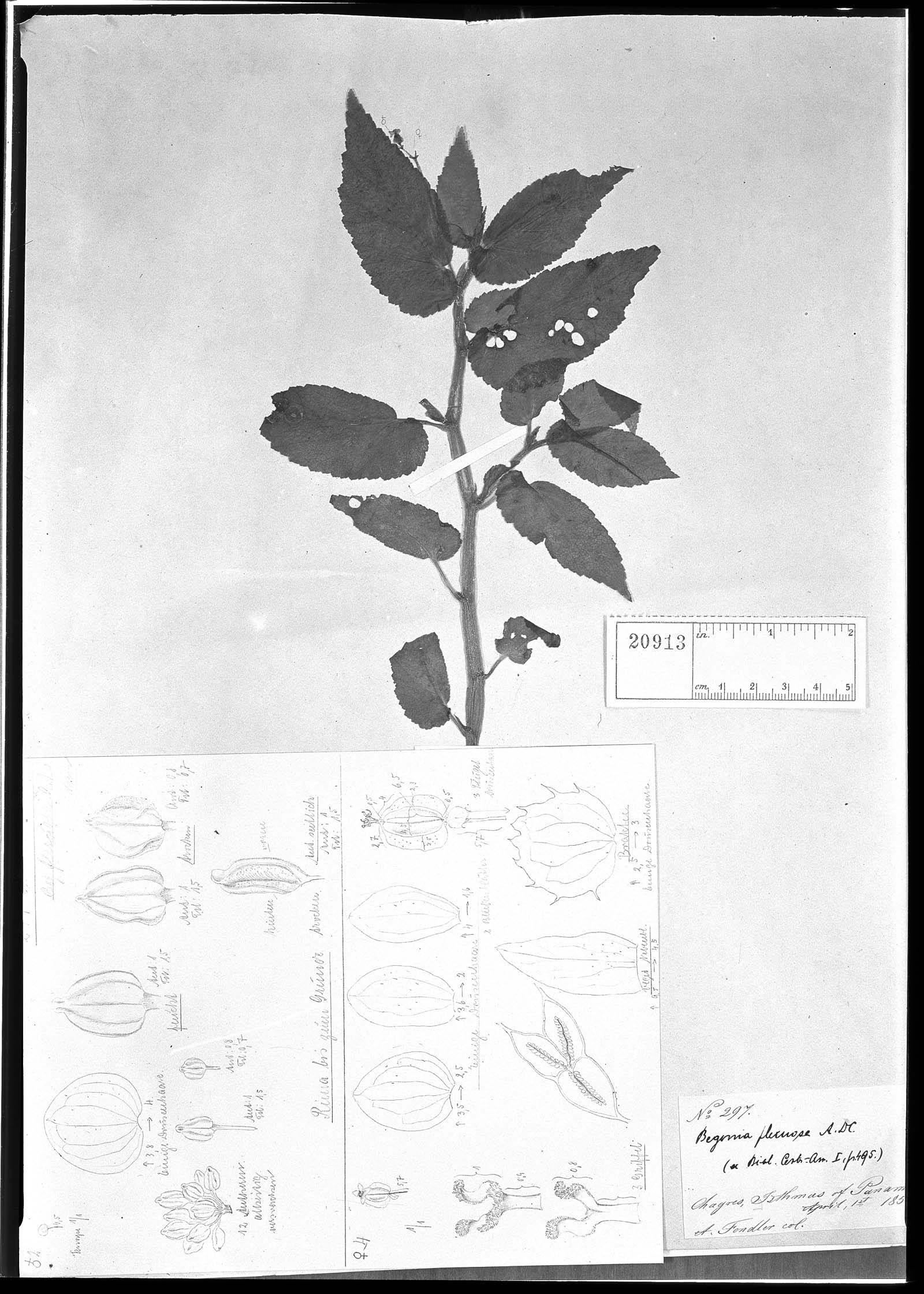 Begonia flexuosa image