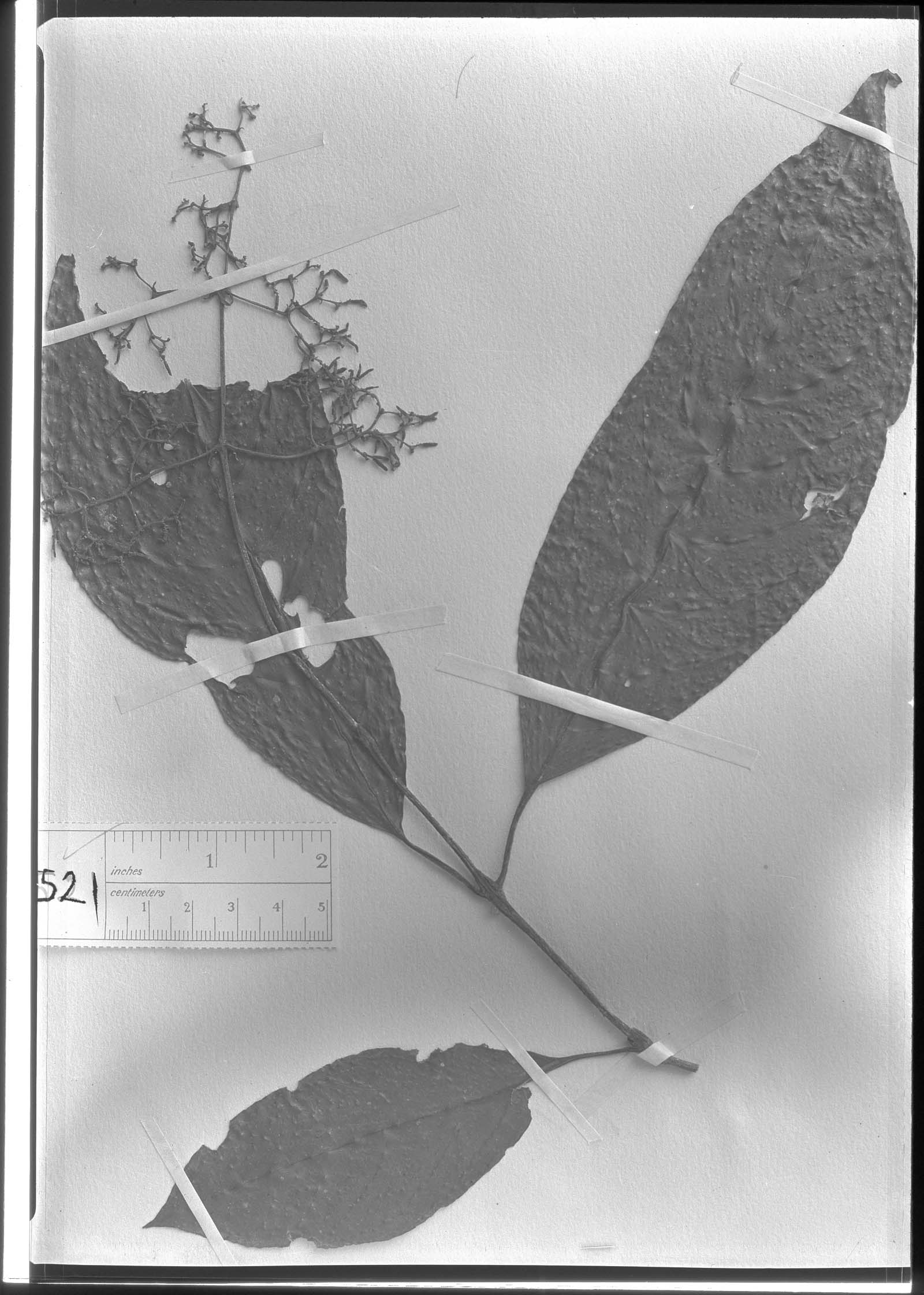 Palicourea angustiflora image